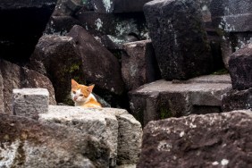 hungry wander cat was hunting among the stones which fell down during the last earthquake