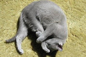 Directly Above Shot Of Gray Cat Sleeping On Rug At Home