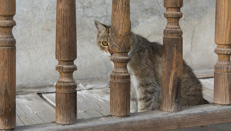 Feral tabby cat hiding behind wooden fence