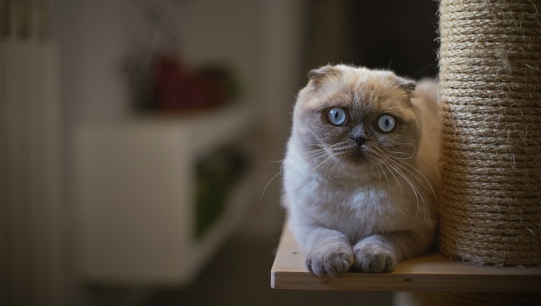 Portrait of Scottish Fold kitten lying on Scratching Post