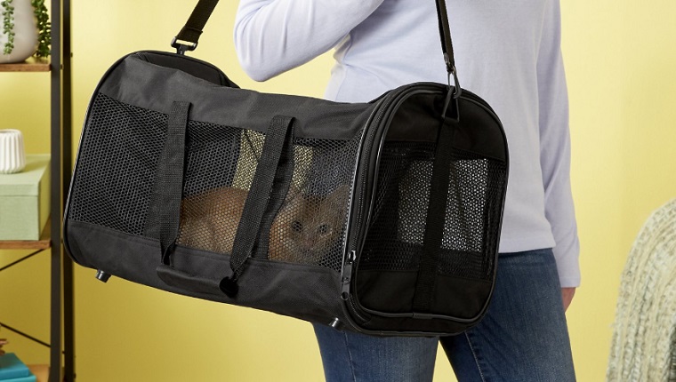 cat carrier