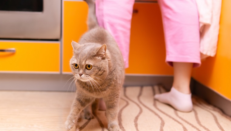 cute scottish straight cat walks at the feet of his owner in the kitchen