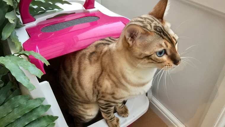 Bengal cat using the cat litter box