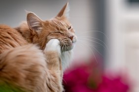 Maine Coon cat scratching its face