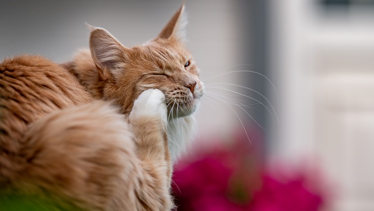 Maine Coon cat scratching its face