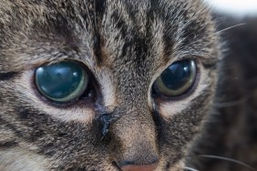 Acute glaucoma in adult cat, intraocular presure increased and blind at presentation,