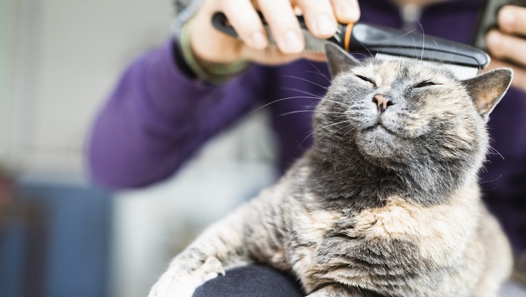 Man Brushing With Comb Anti Fleas The Domestic Cat