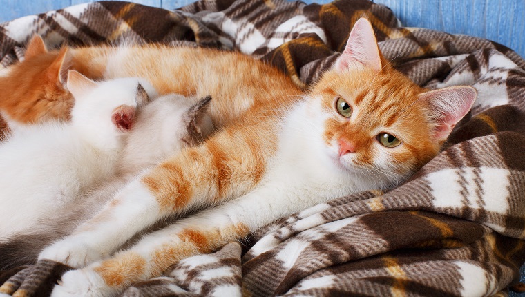 Ginger cat breastfeeding her little kittens. Motherhood, parenting, care. Orange cat nursing kittens at plaid blanket and blue rustic wood background. Kittens suck milk.