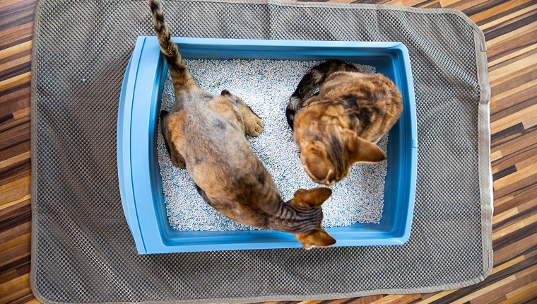 High Angle View of Devon Rex Kittens Sharing the Same Litter Box