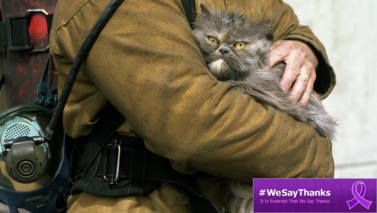 cat with firefighter