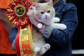 WUHAN, CHINA - OCTOBER 22: A British Shorthair cat is awarded a ribbon during the TICA international cat show at the Aoshan Shiji Plaza on October 22, 2016 in Wuhan, Hubei province, China.