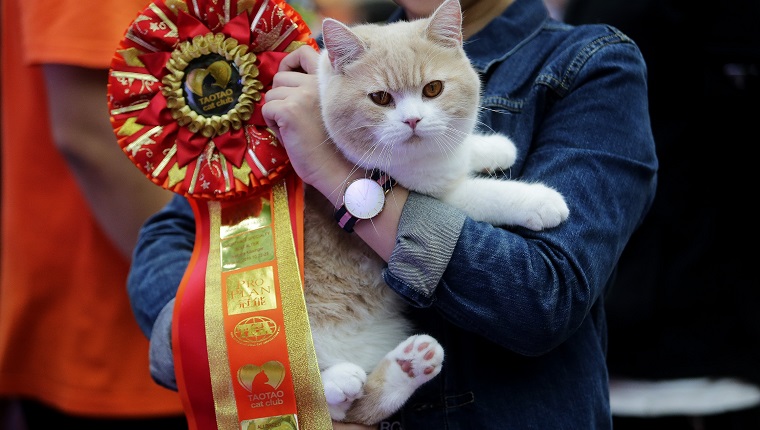 WUHAN, CHINA - OCTOBER 22: A British Shorthair cat is awarded a ribbon during the TICA international cat show at the Aoshan Shiji Plaza on October 22, 2016 in Wuhan, Hubei province, China.