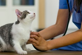 A veterinarian is checking on a a kitten at her office.