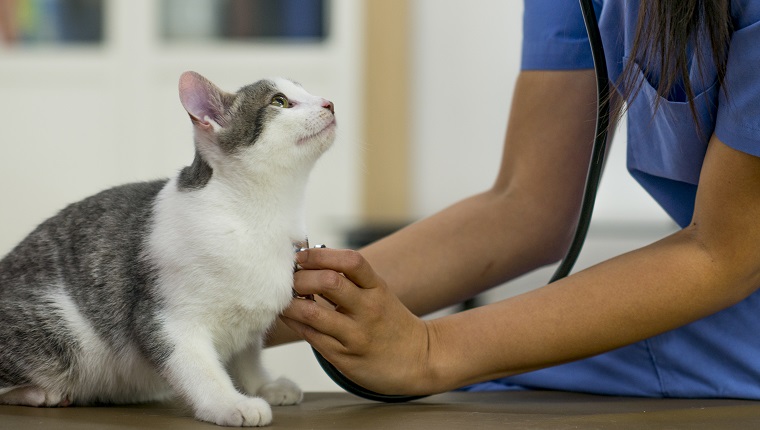 A veterinarian is checking on a a kitten at her office.