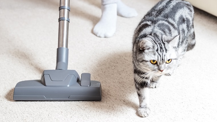 Vacuum cleaner. Carpet hoover. Cleaning. Cat hair.