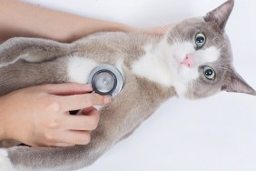 Cat veterinarian checking With STETHOSCOPE Cats with shock and fear