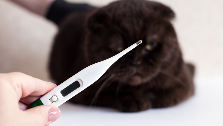 Cat treatment. Cat in a medical veterinary clinic. Thermometer on the background of the head of a kitten.