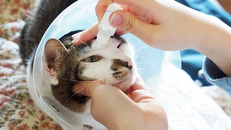 The owner of sick cat dropped eye-water into her eye.