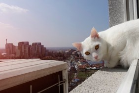 White cat at home sitting on the window.