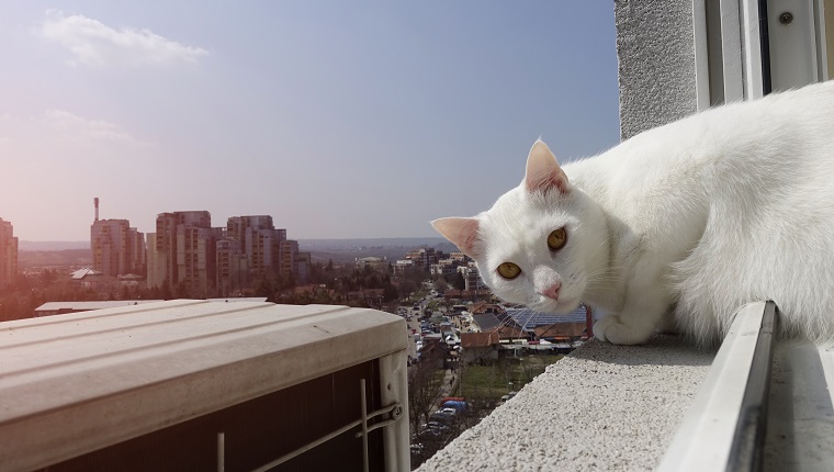 White cat at home sitting on the window.