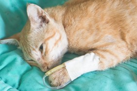 fluid therapy in cat