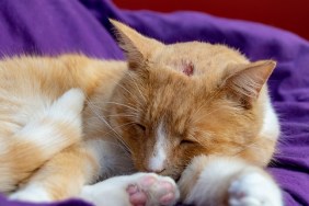 Domestic ginger cat with a swollen nose due to pus and abscess from infected cut on head