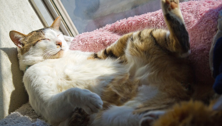 cat sleeping in the house