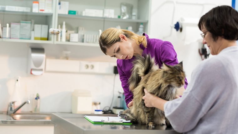 Veterinarian Examining Domestic Cat