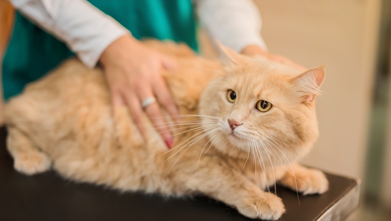 Yellow Maine Coon cat on the visit to the veterinarian.