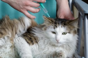 veterinary giving the vaccine to the young cat