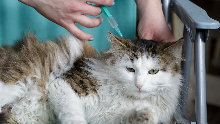 veterinary giving the vaccine to the young cat