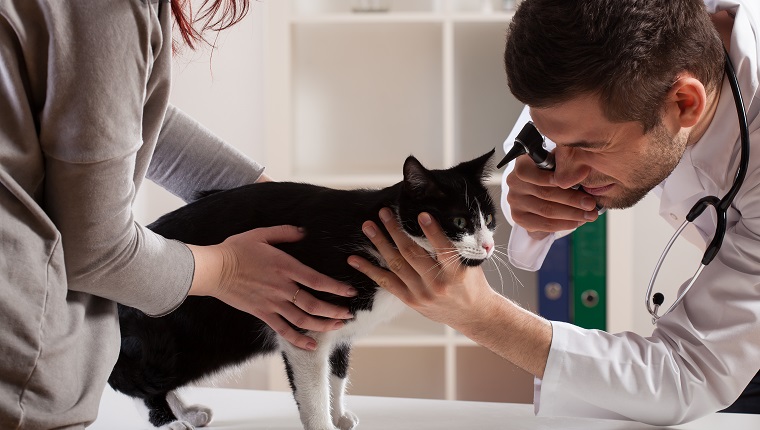 Kitten during examination at a veterinarian's office