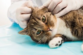 Veterinarian when treating ear mites in tiger cats