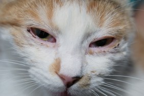 adult cat with herpesvirus infection and purulent conjunctivitis