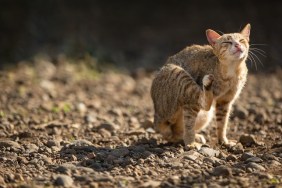 cat scratching on ground outdoor on sunny day