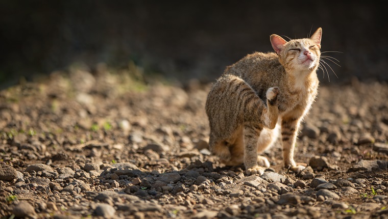 cat scratching on ground outdoor on sunny day