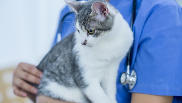 A veterinarian and cat are indoors in the vet's office. The vet is holding the cat in her arms.