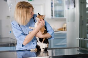 Young veterinarian doctor with healthy cat.