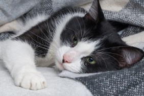 Beautiful young green eyes mixed breed cat warms under black, gray and white tartan plaid in cold winter weather. Pets care concept. Animal indoor in home or hotel bedroom. Copy space empty for text.