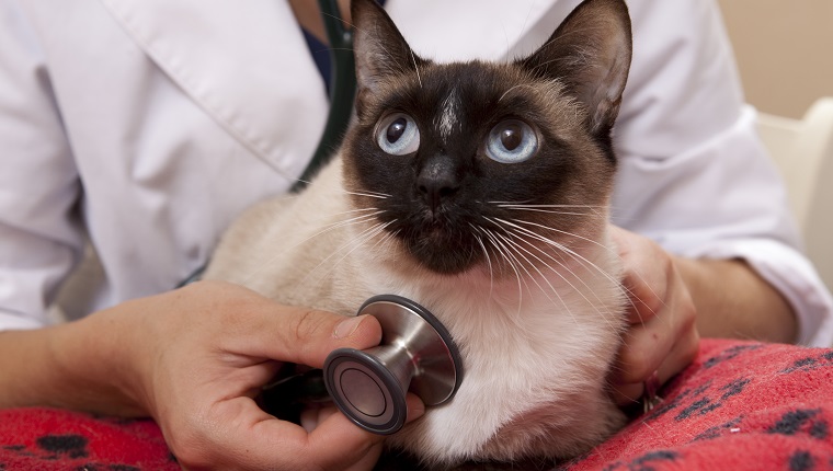 Veterinarian Examines a Siamese Cat Close Up