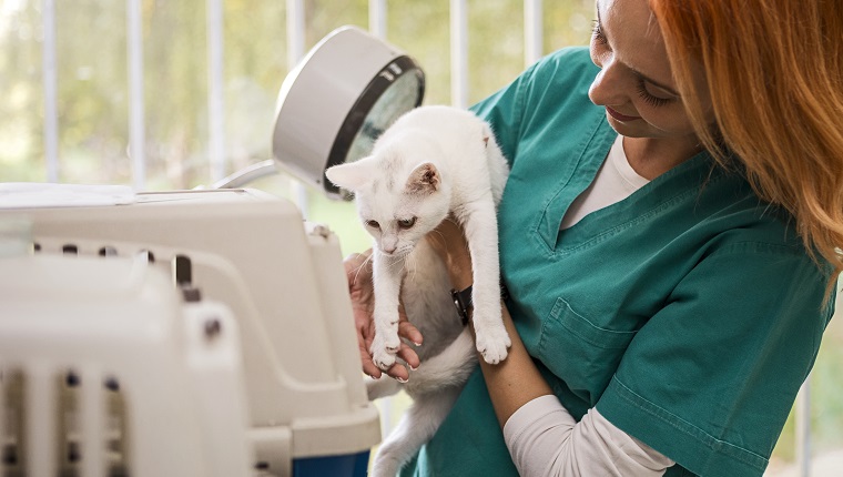 Cat at veterinarian