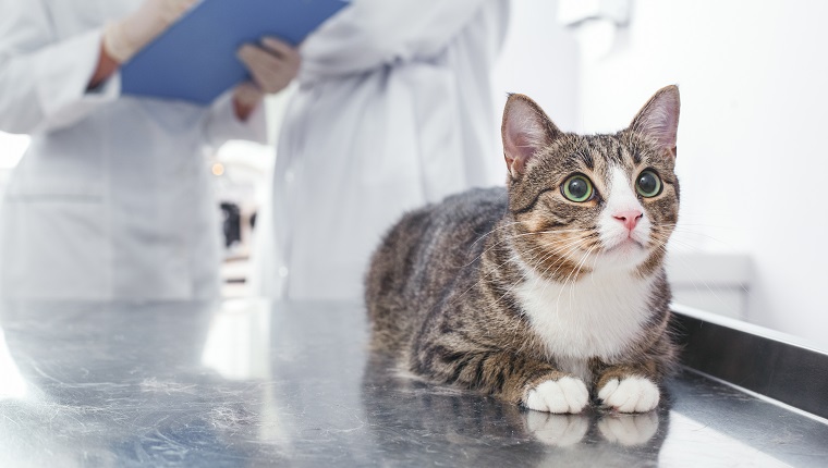 Woman and man write a medical history cat. Veterinary clinic concept. Services of a doctor for animals, health and treatment of pets