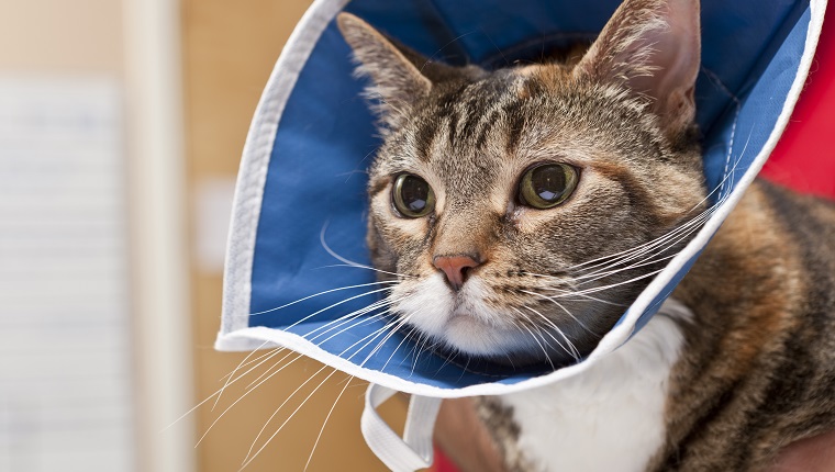 A young cat looks anxiously after a veterinarian completes a procedure in an animal hospital. The cat wears a collar to keep it from disturbing the area of treatment.