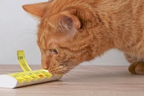 Ginger Cat Looking Curious To A Open Pill Box.