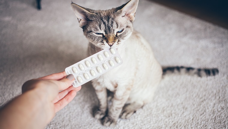 Cat is feeling naughty and curious, ready to eat the tablet. Meds and mastication content for pets.