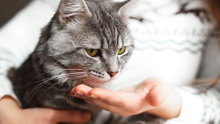 Woman at home holding her lovely fluffy cat and gives him a pill. Gray tabby cute kitten. Pets, veterinary and lifestyle concept.