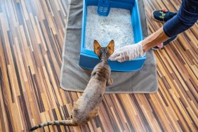 High Angle View on Cat Watching Its Owner Cleaning Litter Box.