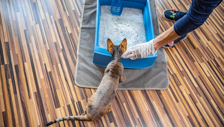 High Angle View on Cat Watching Its Owner Cleaning Litter Box.