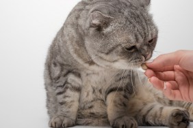 Scottish cat in color Whiskas. A cat receives a dose of medication from Veteneur on a white background, isolate