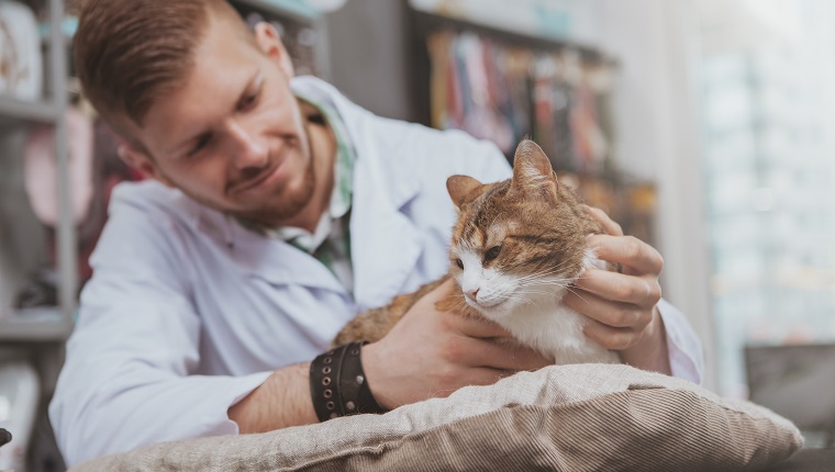 Handsome young male veterinarian doctor smiling, petting beautiful cat, working at his vet clinic. Cheerful vet examining adorable cat, copy space